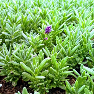 ROZSADA- Lawenda Blue Scent...