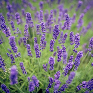 ROZSADA- Lawenda Blue Scent... 2