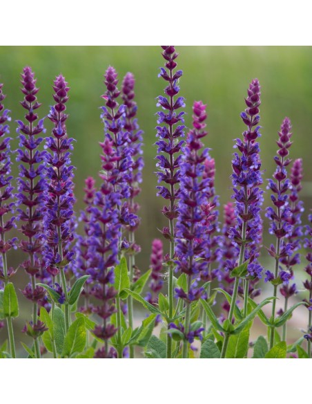 Szałwia omszona NIEBIESKA