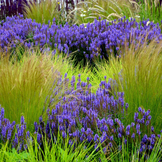 Ostnica "Pony Tails" Koński ogon