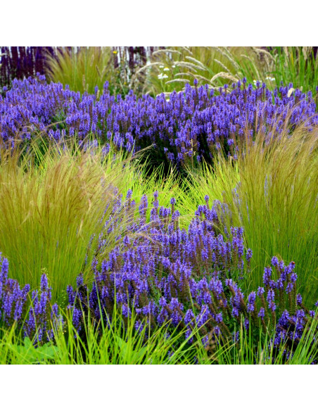 Ostnica "Pony Tails" Koński ogon