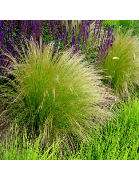 Ostnica "Pony Tails" Koński ogon