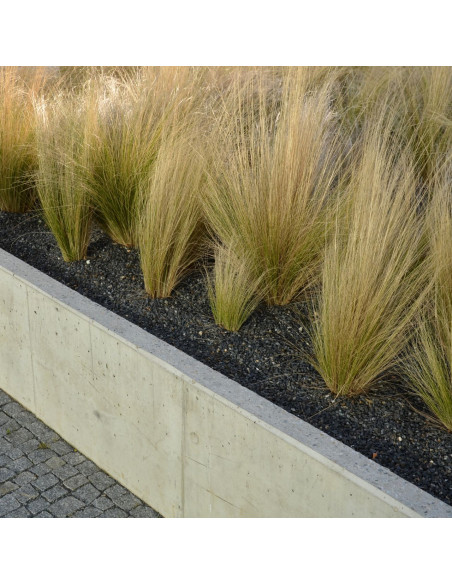 Ostnica "Pony Tails" Koński ogon