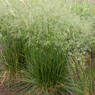 Śmiałek darniowy "Tardiflora"
