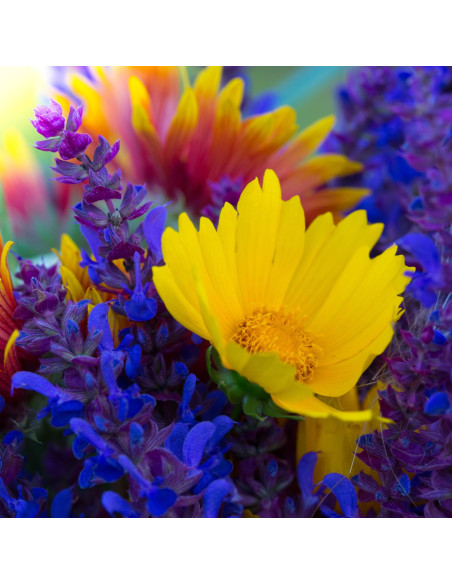 Szałwia omszona NIEBIESKA