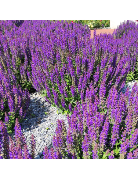 Szałwia omszona NIEBIESKA