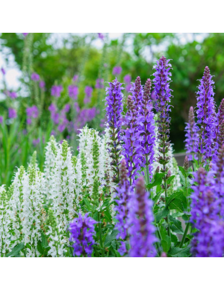 Szałwia omszona NIEBIESKA
