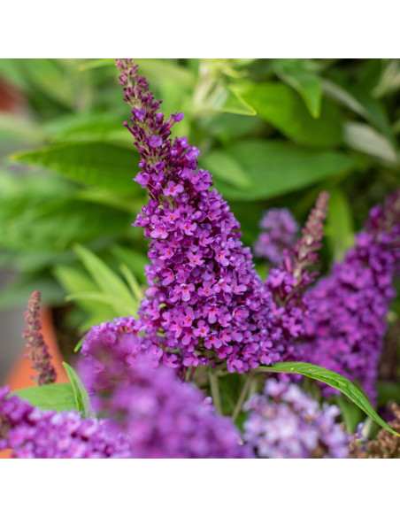 Buddleja davidii "Butterfly Candy Little Purple"