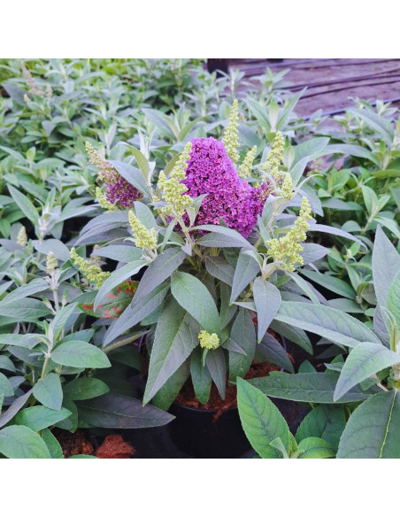 Buddleja davidii "Butterfly Candy Little Purple"