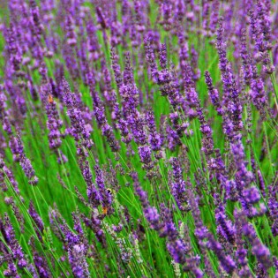 Lawenda  Nico - odporna na... 2