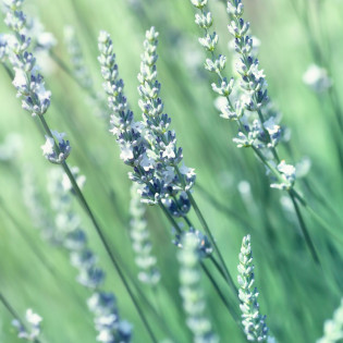 Lawenda Edelweiss - DŁUGI...