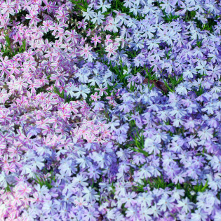 FLOKS  błękitno - fioletowy... 2